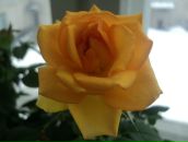 Фотография Смирновой Галины