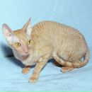 Фотография Механчук Оксаны