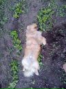 Маріна Дубинська фотография #31 (источник - https://vk.com/id133918573)