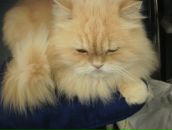 Светик Александрова фотография #25 (источник - https://vk.com/id890244)