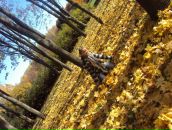 Вікусічка Січкоріз фотография #4 (источник - https://vk.com/id82463977)