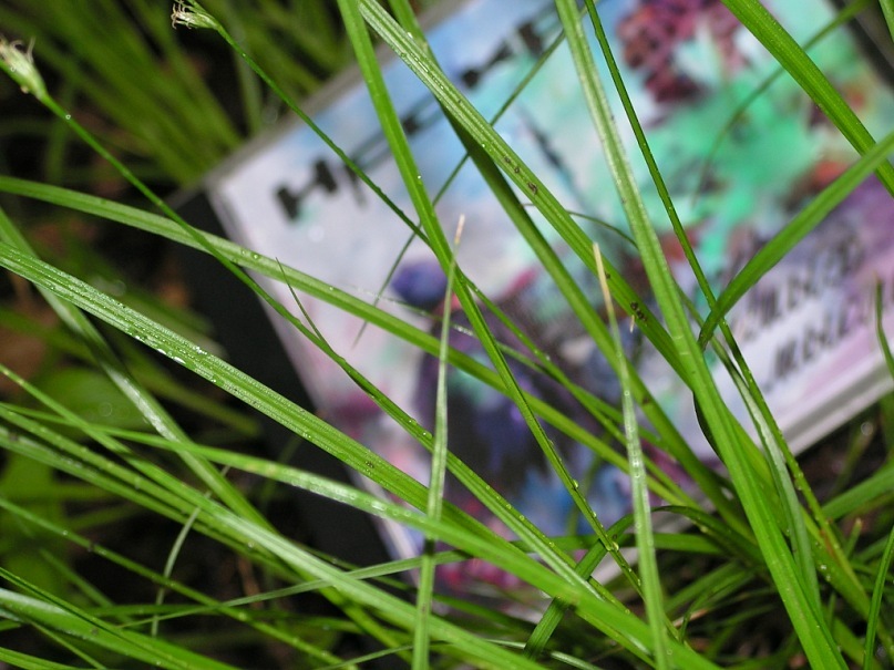 Дашуля Гоман фотография #15