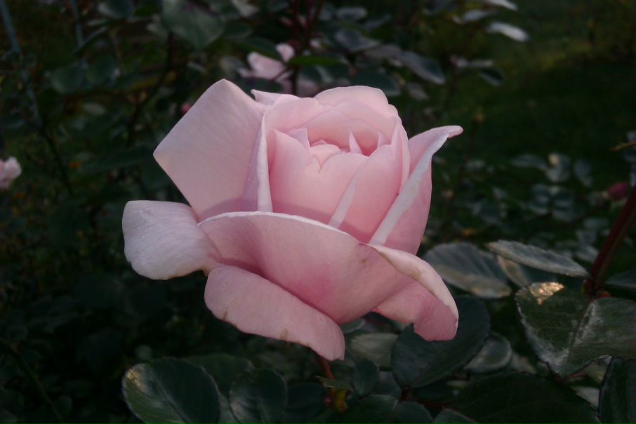 №9, Наталия Наталия №9, Наталия Наталия