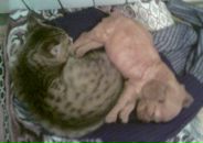 Петро Іванченко фотография #27 (источник - https://vk.com/id6889977)