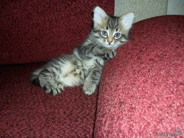 Елена Басарина фотография #28