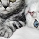 Наталія Олійник фотография #21 (источник - https://vk.com/id85387598)