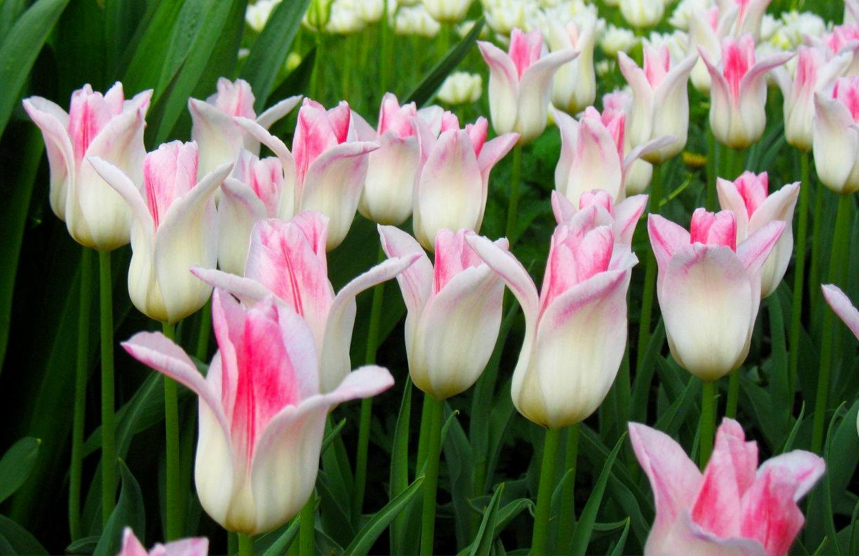 Helga Andre фотография #40