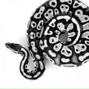 Фотография Файбышенко Анастасии