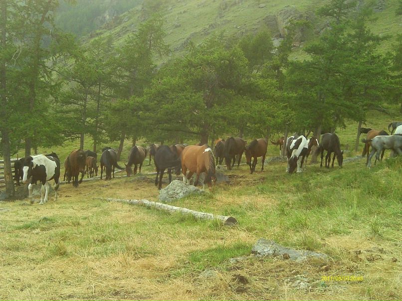 Алаш Монгуш фотография #17