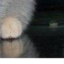 Інна Тодорчук фотография #38 (источник - https://vk.com/id155408833)