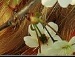 Чіп Дейл фотография #37 (источник - https://vk.com/id120184842)
