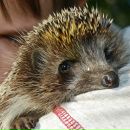 Фотография Синеглазовой Клементины