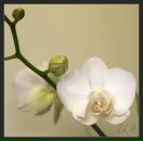 Фотография Городиловой Ирины