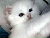 Віка Клюка фотография #34 (источник - https://vk.com/id69637046)