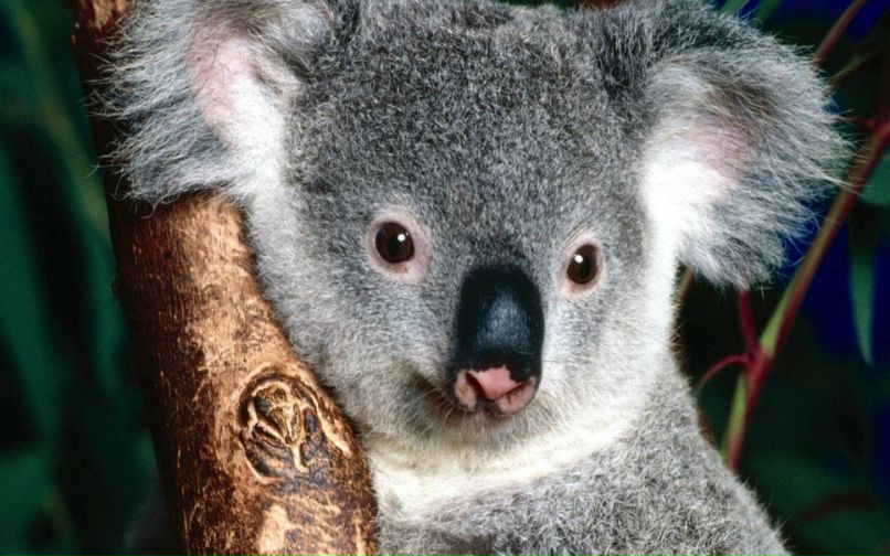 Володимир Косей фотография #30