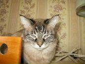 Александр Киреев фотография #7 (источник - https://vk.com/id4121643)