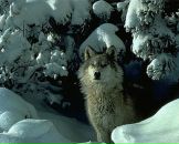 Фотография Петровского Эдуарда