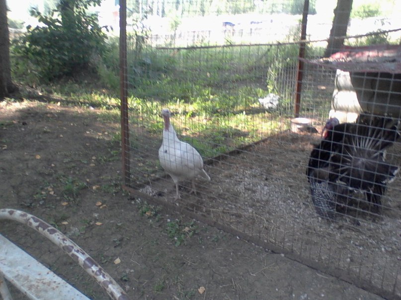 Виктор Крутиков фотография #45