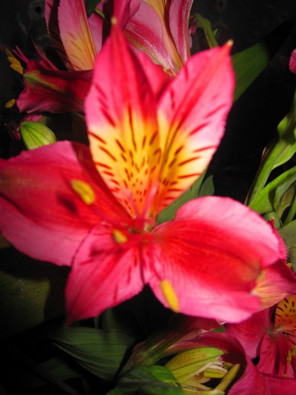 Ольга Гребенникова фотография #24