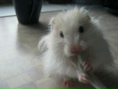 Фотография Шахмина Сергея