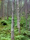 Роман Андріїв фотография #20 (источник - https://vk.com/id157090752)