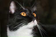 Фотография Василенко Кати