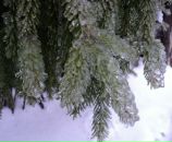 Фотография Олескиной Елизаветы