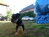 Іштван Сюч фотография #49 (источник - https://vk.com/id33309332)