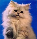 Іванна Луцик фотография #6 (источник - https://vk.com/id163195598)