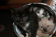 Фотография Вейса Александра