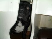 Фотография Шалаев Александр