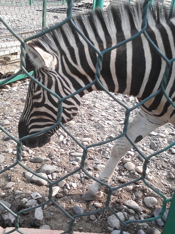 Дмитрий Иост фотография #26