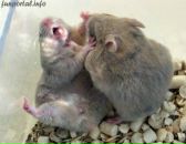 Андрій Ящишин фотография #44 (источник - https://vk.com/id17268396)