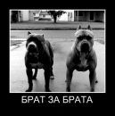 Назік Шума фотография #22 (источник - https://vk.com/id179390568)