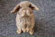 Фотография Супер Виктории