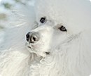 Чарлі Чарльз фотография #3 (источник - https://vk.com/id165495774)