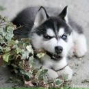 Фотография Сафоновой Нюши