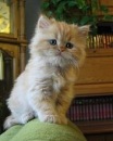 Golden_ Baby фотография #19 (источник - https://vk.com/id123412058)
