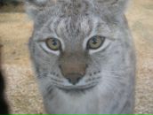 Фотография Корешковой Олеси