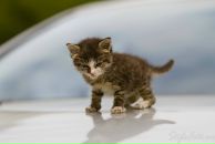 Фотография Смирнова Юлия