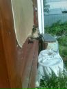 Дмитрий Мишин фотография #11 (источник - https://vk.com/id3219742)