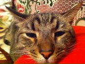 Фотография Сукман Марины