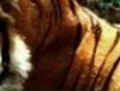 Альбина Хабибуллина фотография #17 (источник - https://vk.com/id30116118)