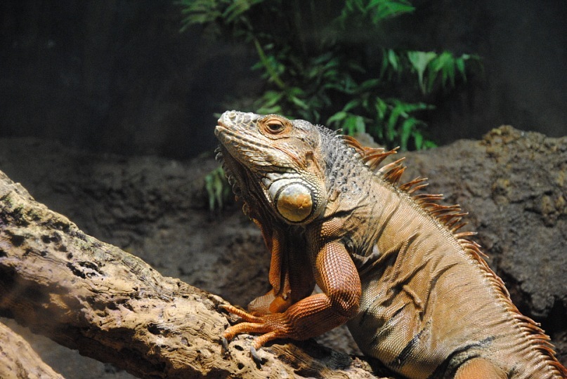 Илья Кошелев фотография #41