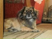 Світлана Греділь фотография #23 (источник - https://vk.com/id97845744)