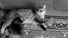 Claus ......... фотография #42 (источник - https://vk.com/id64961)