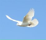 Фотография Чиркова Кирилла