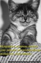 Фотография Чайки Полины