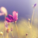 Вікуся Романюк фотография #4 (источник - https://vk.com/id167549660)