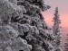 Льоня Огороднік фотография #32 (источник - https://vk.com/id103384318)